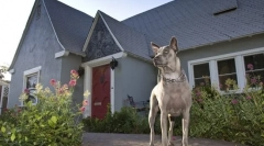 4 Рада кінологів: як навчити собаку охороняти будинок або двір
